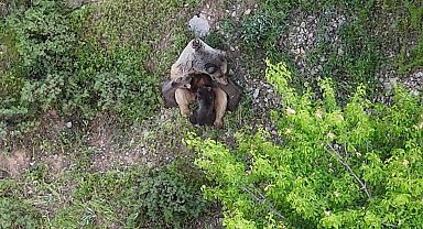 Tunceli'de Anne Ayı ve Yavrularının Duygusal Anları Dronla Görüntülendi