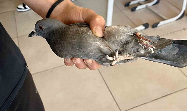 Türkeli İHL Öğrencilerinden Duyarlı Davranış: Güvercini İpten Kurtardılar