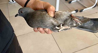 Türkeli İHL Öğrencilerinden Duyarlı Davranış: Güvercini İpten Kurtardılar