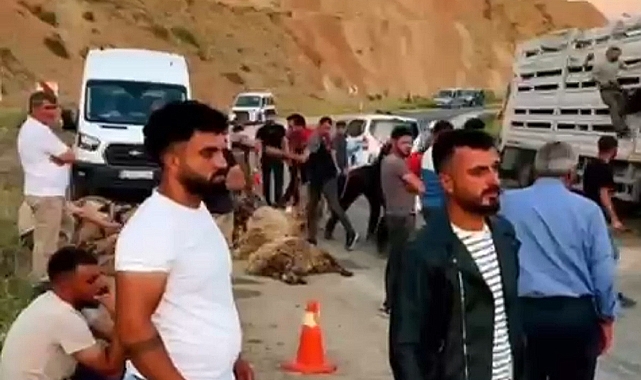 Tuzluca'da Can Pazarı: Kaza Sonucu 150 Koyun Telef Oldu!