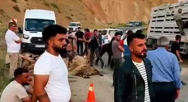 Tuzluca'da Can Pazarı: Kaza Sonucu 150 Koyun Telef Oldu!