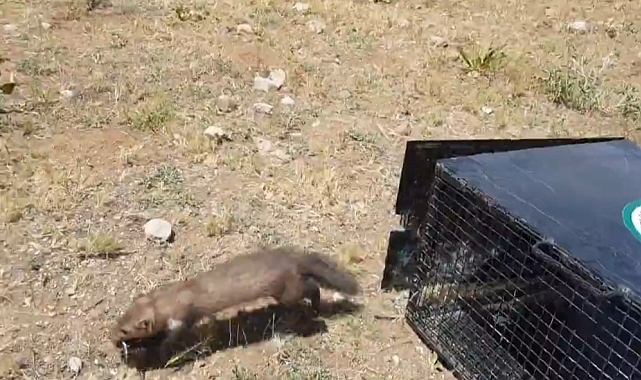 Van&#039;da Eve Giren Sansarlar Kurtarıldı