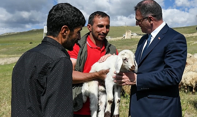 Van'da Koyunculuk Projesiyle Çiftçiye Büyük Destek: 3 Yılda 235 Bin Koyun Verildi!
