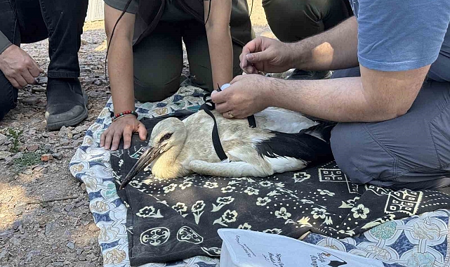 Yaren&#039;in yavruları, uydudan takip edilecek