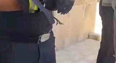 Yavru karga ağaca sıkıştı, çaresizce bekledi