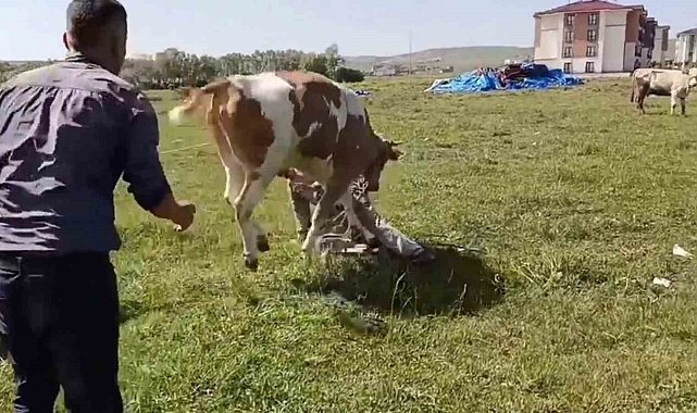 Yozgat Saraykent&#039;te Kaçan Kurbanlık Paniğe Neden Oldu: Kovalamaca Kamerada