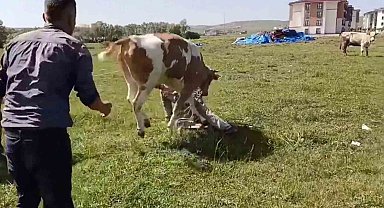 Yozgat Saraykent'te Kaçan Kurbanlık Paniğe Neden Oldu: Kovalamaca Kamerada