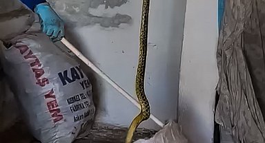 Yozgat'ta 2 Metrelik Dev Yılan Evden Çıkarılıp Doğaya Bırakıldı