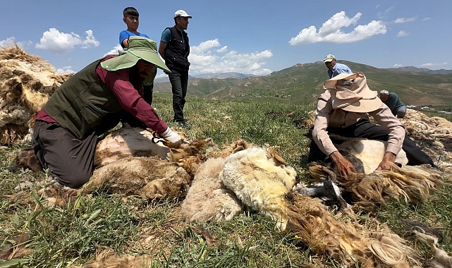 Yüksekova&#039;da koyun kırkma mesaisi başladı