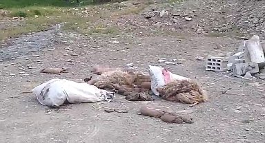 Yüksekova'da Kurban Atıkları Tepki Çekti: Vatandaşlar Duyarsızlığa İsyan Etti!