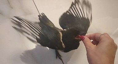 Yuvasından Düşen Yavru Saksağan, Onu Sahiplenen Kadından Bir An Bile Ayrılmıyor