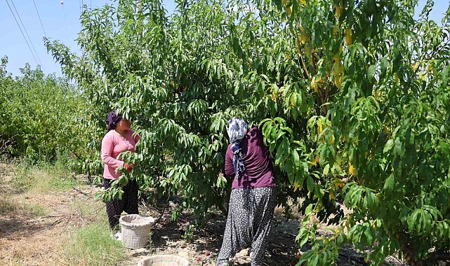 Adana&#039;da Zirai Donun Vurduğu Şeftali Hasadı Başladı: Verim Düşük, Fiyat Yüksek!