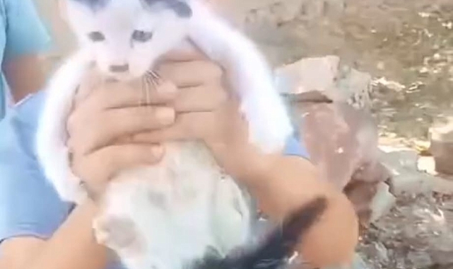 Ağrı&#039;da Çocukların Kahramanlığı: Foseptik Çukuruna Düşen Yavru Kedi Kurtarıldı