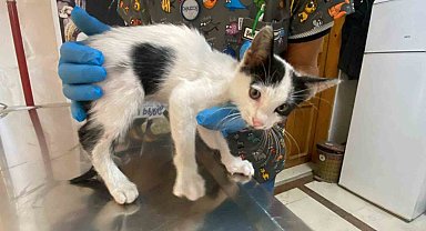 Araçtan Düşen Yavru Kedi Tedavi Altına Alındı, Sürücülere "Kontrol Edin" Uyarısı