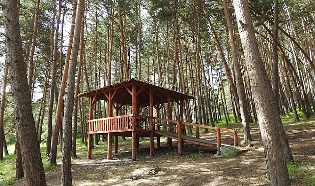 Ardahan&#039;da Ormanlara Girişler Yasaklandı: Yangın Riskine Karşı Önlem