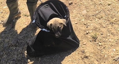 Batman'da Su Kanalına Düşen Yavru Köpek İtfaiye Tarafından Kurtarıldı