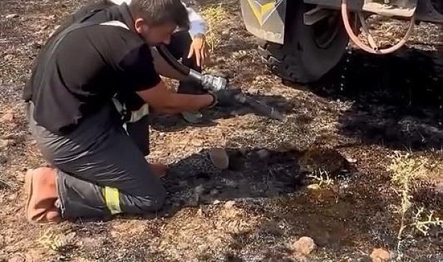 Bolu&#039;da Anız Yangınından Kurtarılan Kirpiye İtfaiyeciden Hayat Suyu