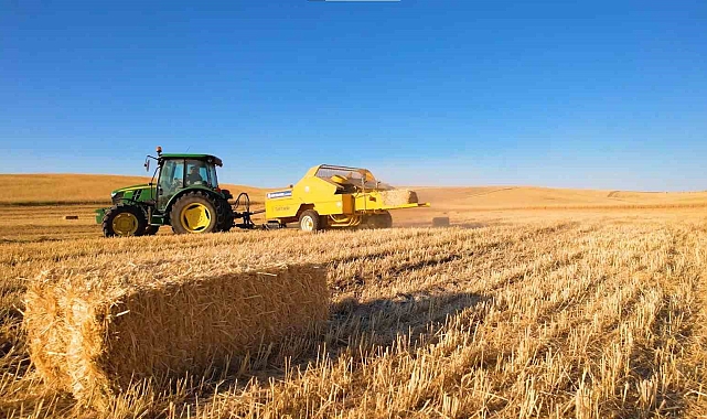Buğday Hasadında Verim Düşüklüğü Endişesi: Çiftçiler Zorlu Bir Sezon Geçiriyor