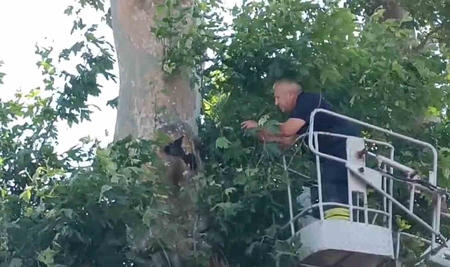 Çorlu&#039;da İtfaiye Ekipleri Ağaca Asılı Kalan Kargayı Kurtardı