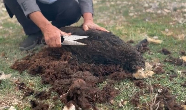 Diyadin&#039;de Yüzyıllık Gelenek Yaşıyor: Koyun Kırkımı Elle Devam Ediyor