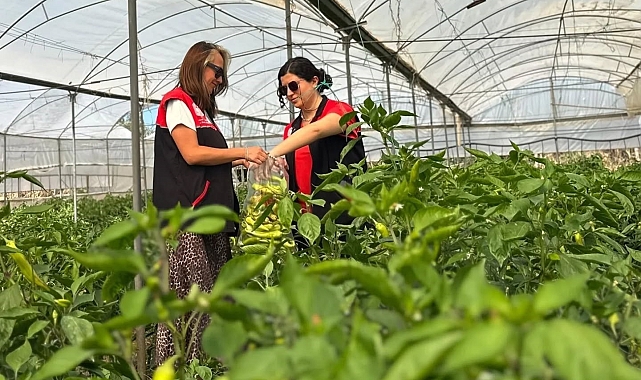 Edremit'te Pestisit Denetimleri Başladı: Sağlıklı Ürün Hedefleniyor
