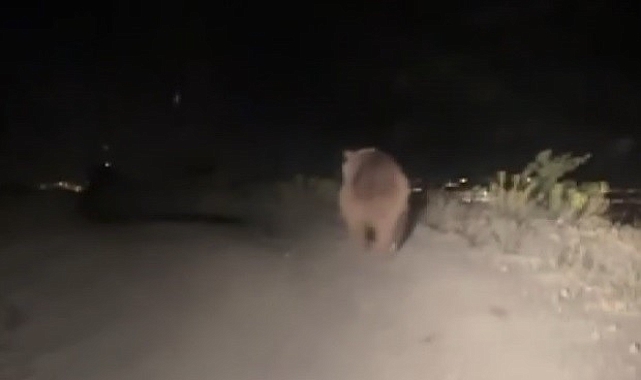 Erzincan&#039;da Yol Kenarında Boz Ayı Şaşkınlığı