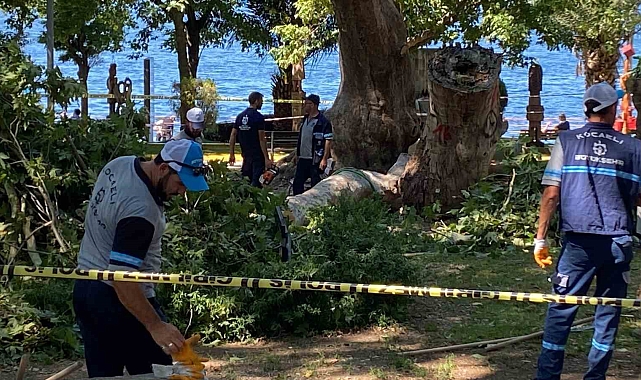 Gölcük&#039;te Feci Olay: Çınar Ağacından Düşen Dal Can Aldı