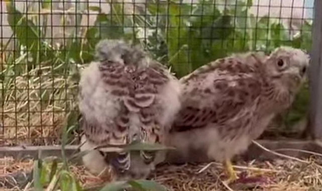 Güzel Bir Yaşam Öyküsü: Iğdır&#039;da Yavru Kerkenezler Doğaya Geri Döndü!