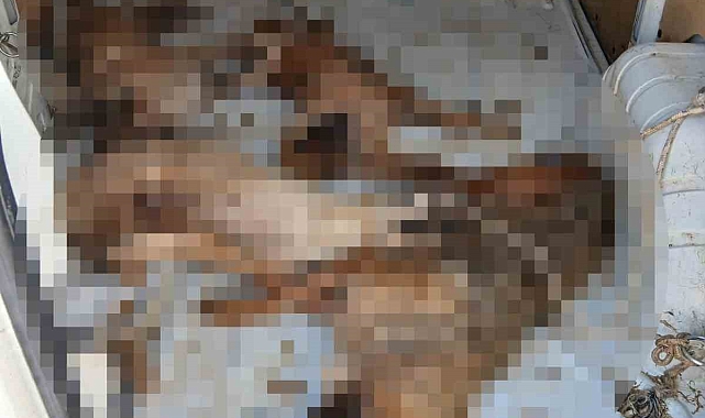 İzmir Dikili&#039;de Akıl Almaz İhmal: 4 Köpek Nakil Sırasında Telef Oldu!