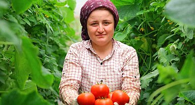 Kadıoğlu Çiftliği Mahallesi'nde Dört Mevsim Yerli Domates Üretimiyle Bölge Ekonomisine Katkı