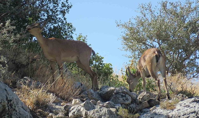 Kahramanmaraş'ta Nadir Görüntüler: Ahır Dağı Eteklerinde Ala Geyik Sürüsü!