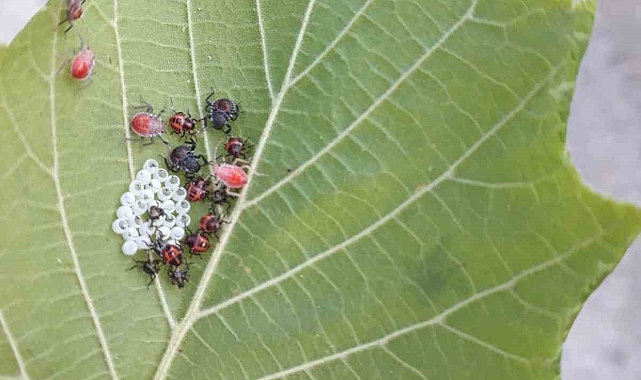 Kahverengi korkarca zararlısı ergenleri görülmeye başlandı