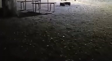 Karacabey'de Aç Kalan Domuzlar Parka İndi