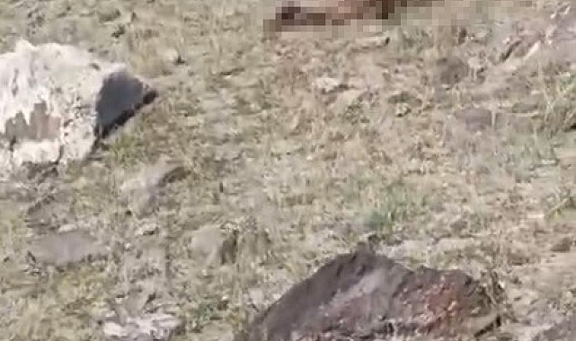 Kars Kağızman&#039;da Kurt Saldırısı: Onlarca Koyun Telef Oldu