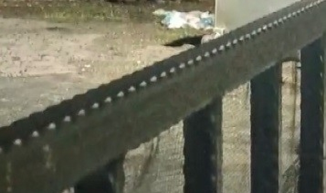 Kars Sarıkamış&#039;ta Ayı Paniği: Çöp Konteynerındaki Ayıdan Son Anda Kurtuldu!