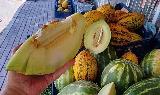 Kavun hasadı başladı