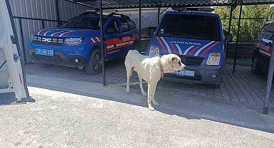 Kayseri'de Köpeği Otomobile Bağlayıp Çeken Şahsa 10 Bin TL Ceza