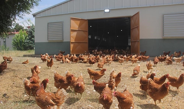 Mayıs Ayı Kümes Hayvancılığı Üretim Verileri Açıklandı: Tavuk Eti Arttı, Yumurta Azaldı