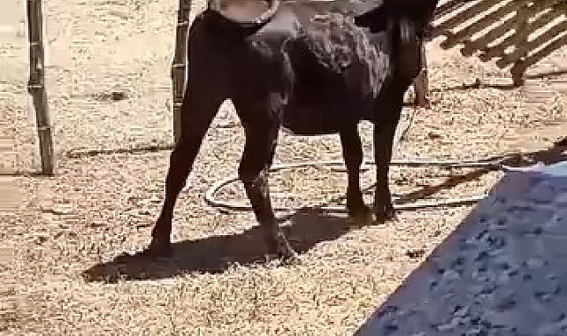 Meraklı ineğin başı sıkıştı