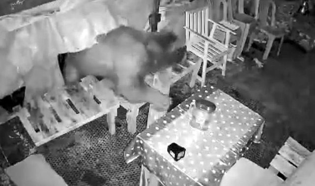 Orman işçilerinin kaldığı kulübeye ayı girdi