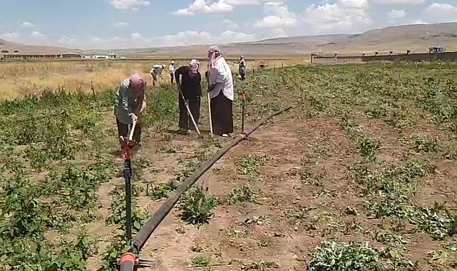 Patnoslu Kadınlar Şeker Pancarı Tarlalarında Kavurucu Sıcağa Karşı Direniyor