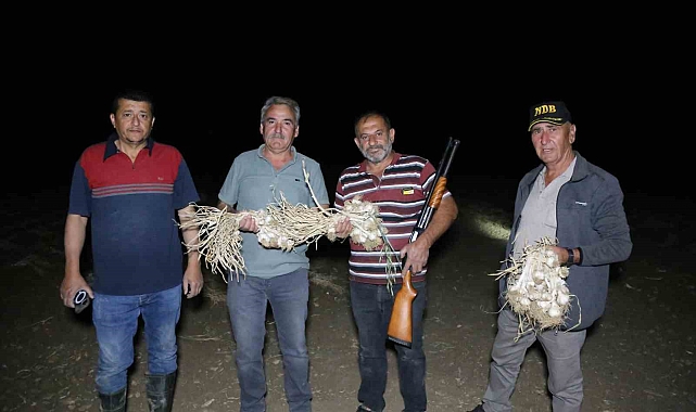 Taşköprü Sarımsağını Korumak İçin Çiftçiler Tarlada Nöbete Başladı: Güvenlik Kameraları Devrede!