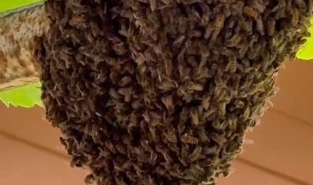 Trabzon Çaykara&#039;da Arı İstilası: Anne Tencere Kapaklarıyla Arıları Kovdu