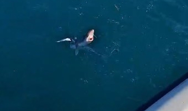 Trabzon'da Gençlerin Oltasına Yavru Köpekbalığı Takıldı