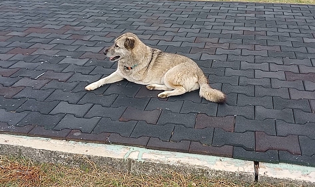 Üç Ayaklı Köpek Şaşırttı: Sokak Hayvanlarının Zorlu Yaşam Mücadelesi Gözler Önüne Serildi