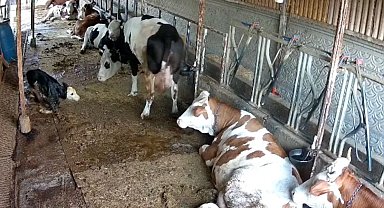 Zincirli anne ile yeni doğan buzağının kavuşma mücadelesi
