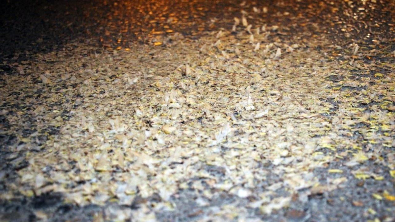 “Birgün Sineklerinin Ölüm Dansı” Akyazı’da Görüldü