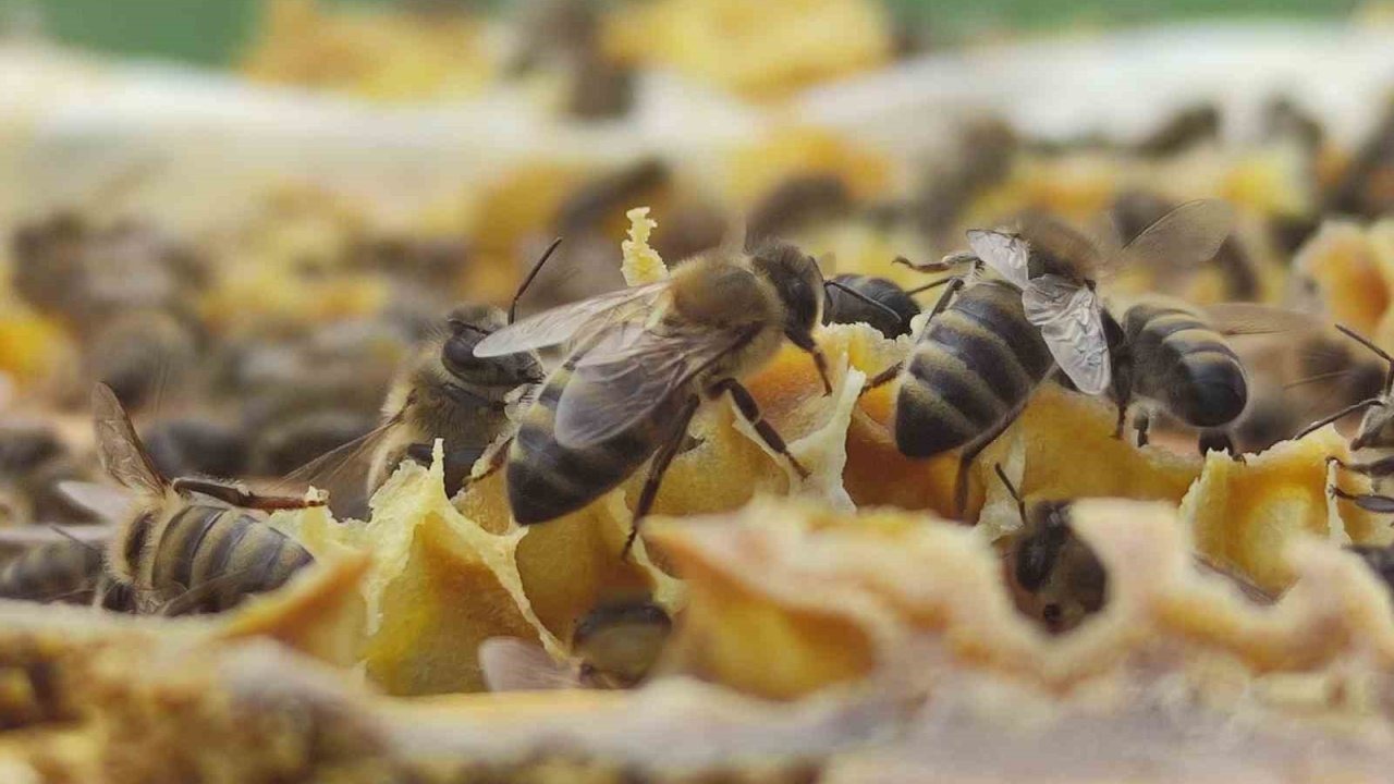 Tarım Kredi&#039;den Erzincan&#039;daki Bal Tesisi İddialarına Yanıt
