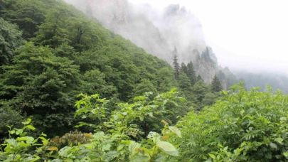 Trabzon'da Eşini Öldüren Şahsı Yakalama Çalışmaları Devam Ediyor