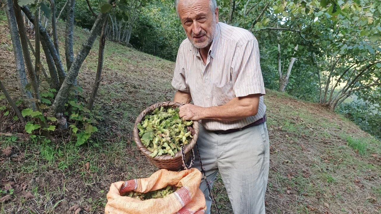 Giresunlu Fındık Üreticileri, Serbest Piyasada Fiyatların Yükselmesini Bekliyor